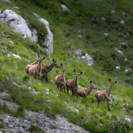 Al Castello Διαμέρισμα