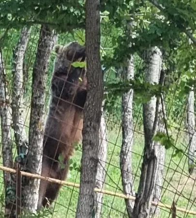 Apartment Al Castello *