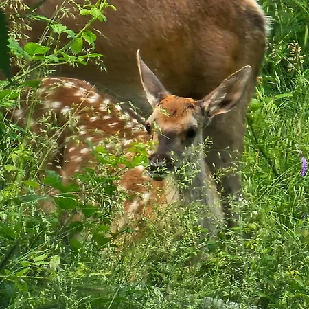 Διαμέρισμα Al Castello *