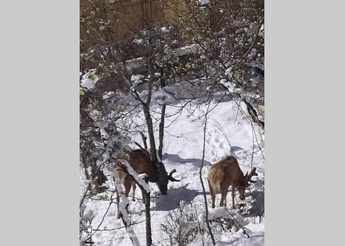 Al Castello Apartamento *