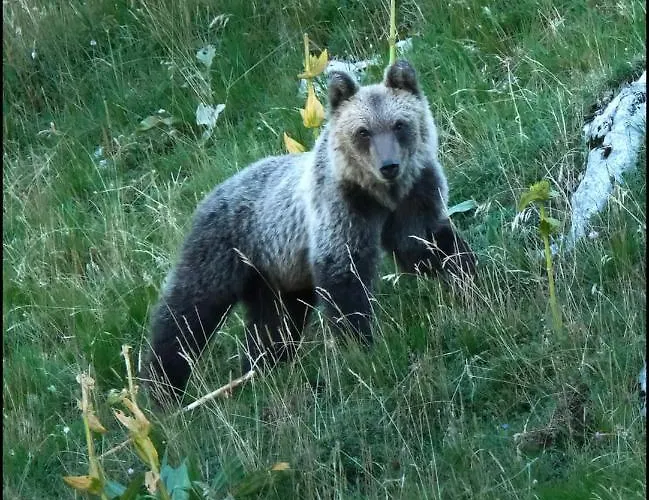 Apartamento Al Castello