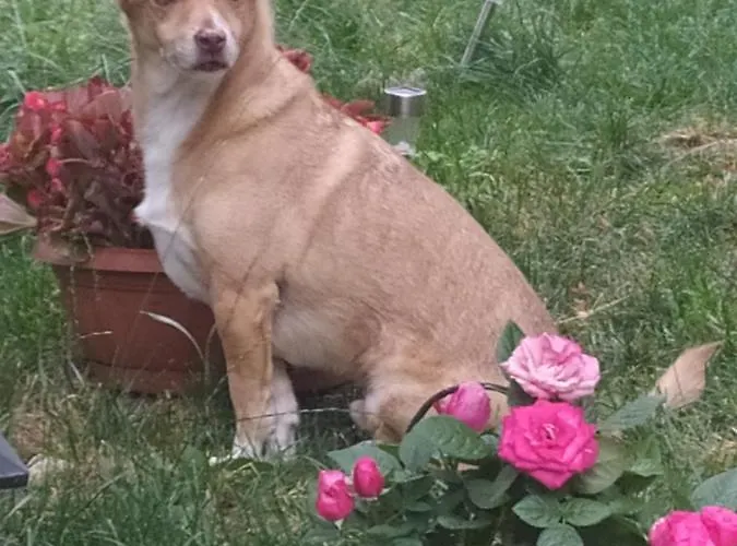 Al Castello Apartamento