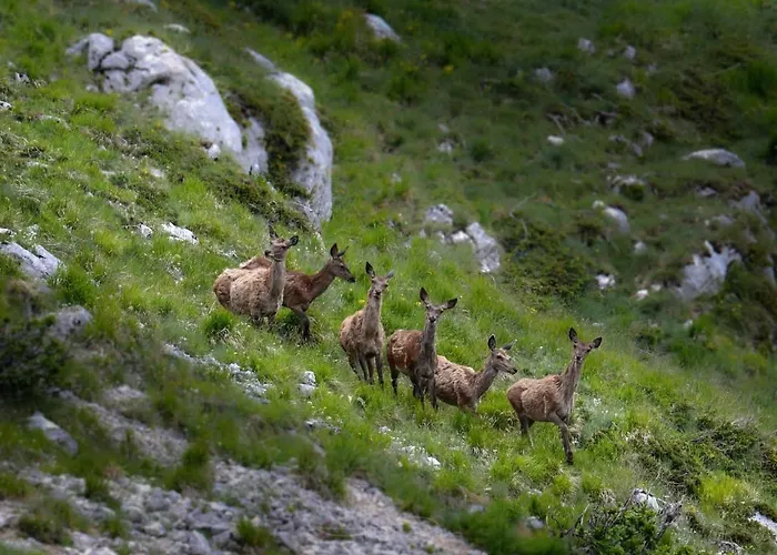 Al Castello Apartamento