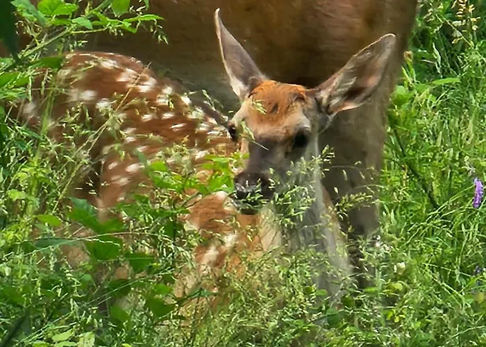 Apartamento Al Castello *